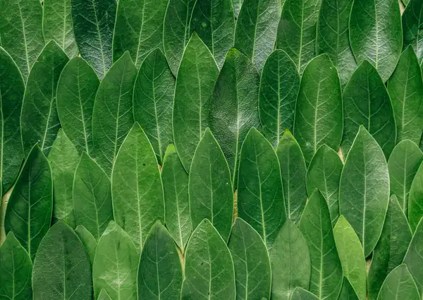 Grüne Blätter aus der Natur